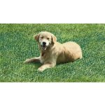 Tenax TR 2 x 10 m zelená 20 m² – Sleviste.cz