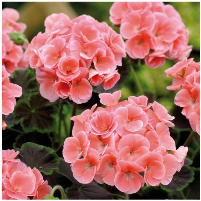 Muškát páskatý Jitka F1 - Pelargonium zonale - semena muškátu - 6 ks – HobbyKompas.cz