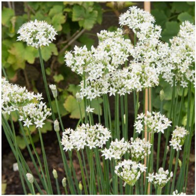 Pažitka česneková - Allium Tuberosum - semena pažitky - 200 ks