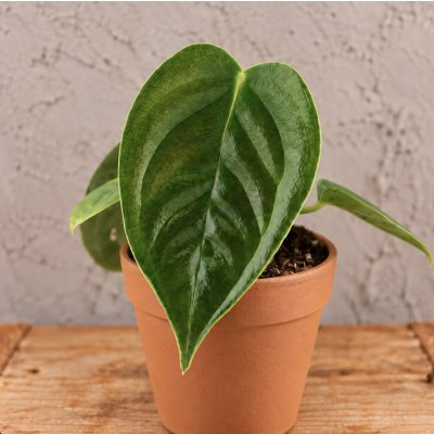 Anthurium Veitchii baby – Hledejceny.cz