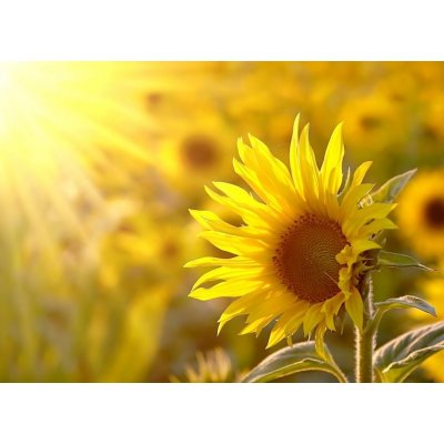 WEBLUX 17477297 Fototapeta plátno Sunflower on a meadow in the light of the setting sun Slunečnice na louce ve světle zapadajícího slunce rozměry 240 x 174 cm – Zboží Mobilmania