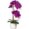 Květina Orchidej Můrovec fialový, 2 stonky v květináči, 60cm