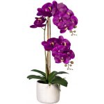 Orchidej Můrovec fialový, 2 stonky v květináči, 60cm