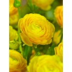 Pryskyřník 'Ranunculus yellow' 3 ks – Hledejceny.cz