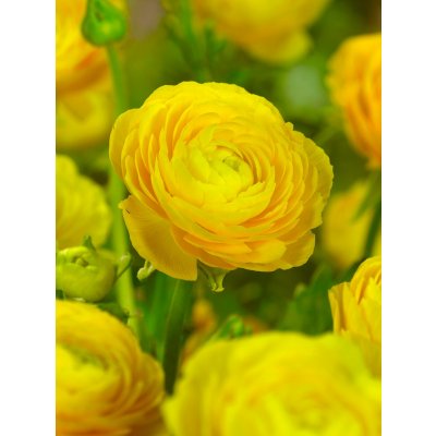 Pryskyřník 'Ranunculus yellow' 3 ks – Hledejceny.cz