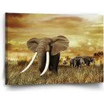 Sablio Obraz Slon Africký - 60x40 cm – Hledejceny.cz
