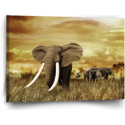 Sablio Obraz Slon Africký - 60x40 cm – Hledejceny.cz