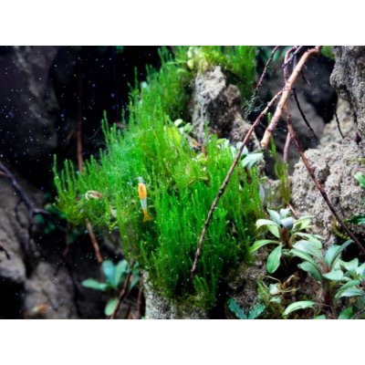 Taxiphyllum sp. Flame Moss 7 cm – Zboží Mobilmania