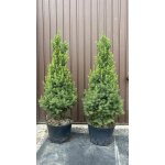 Smrk sivý "Conica" 90-110 cm - Picea glauca "Conica" – Hledejceny.cz