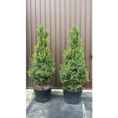 Smrk sivý "Conica" 90-110 cm - Picea glauca "Conica" – Hledejceny.cz