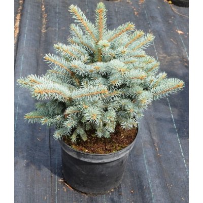 Picea pungens 'Glauca Globosa' Prodejní velikost: KM100, Velikost hrnku: 10 l