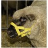 Vybavení stáje a sedlovny Ohlávka pro ovce a berany žlutá