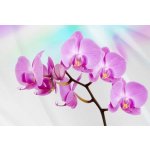 Impol Trade 116VE vliesová fototapeta orchidej 310 cm x 219 cm – Zboží Mobilmania