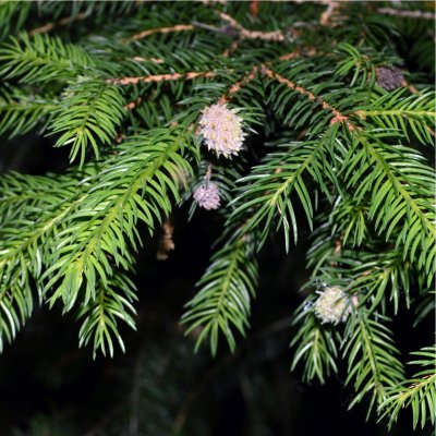 Jedle Pindrow - Abies Pindrow - prodej semen - 8 ks – Zbozi.Blesk.cz