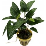 Anubias gracilis – Zboží Dáma
