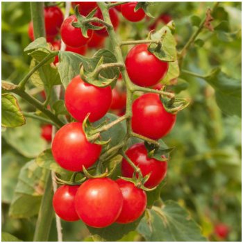 Rajčátka cherry červená - Solanum lycopersicum - semena rajčete - 6 ks