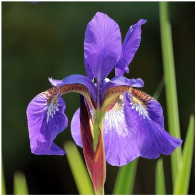 Kosatec Purple Sensation - Iris hollandica - prodej cibulovin - 3 ks