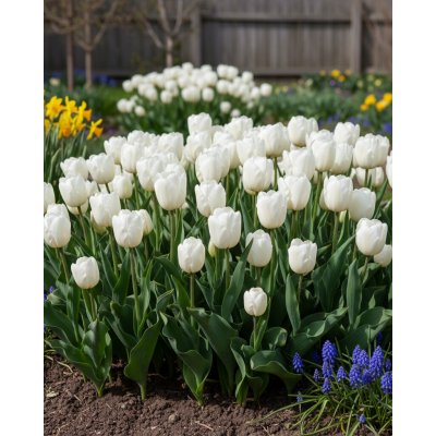 Tulipán 'Up White' 5 ks – Zboží Dáma