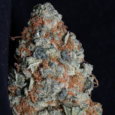 Big Head Seeds Cookie Dawg semena neobsahují THC 10 ks – Hledejceny.cz