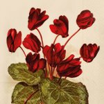Papírový ubrousek Orange Autumn Plants Cyclamen – Hledejceny.cz