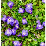 Mazus reptans – košík 9x9 cm – Sleviste.cz