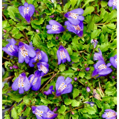 Mazus reptans – košík 9x9 cm – Sleviste.cz