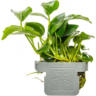 Anubias barteri Petite – Sleviste.cz