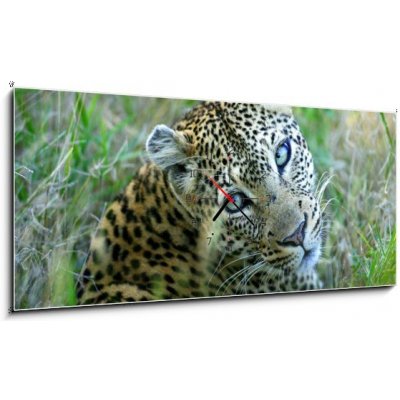 Obraz s hodinami 1D panorama - 120 x 50 cm - Leopard leopard leopards animální
