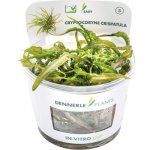 Cryptocoryne crispatula – Zboží Mobilmania