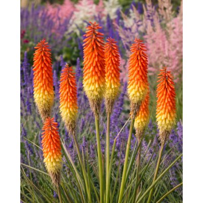 Mnohokvět 'Uvaria' 1 ks – Hledejceny.cz