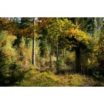 Fotoobraz na Plátně – Podzimní lesní zátiší Obraz na plátně: 45x30 – Zboží Mobilmania