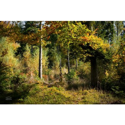Fotoobraz na Plátně – Podzimní lesní zátiší Obraz na plátně: 45x30 – Zboží Mobilmania