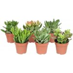 Tlustice MIX květináč 6cm – Hledejceny.cz