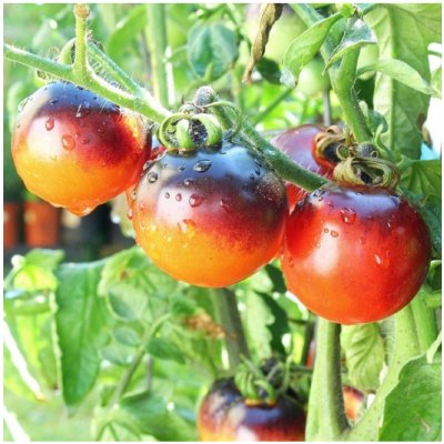 Rajče Indigo Rose - Solanum lycopersicum - semena rajčete - 7 ks – Hledejceny.cz
