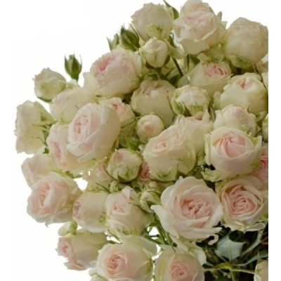 Růžová růže trsová SWEET PORCELINA 40 cm / 4+ – Zbozi.Blesk.cz