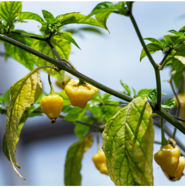 Chilli Aji charapita – Capsicum chinense – semena chilli – 7 ks
