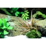 Cryptocoryne albida Brown – Zboží Dáma