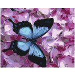 MALUJEŠ Malování podle čísel MODRÝ MOTÝL A KVÍTKA Rozměr 40 x 50 cm Rámování vypnuté plátno na rám – Zboží Dáma
