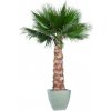 Květina Washingtonia palm tree kit 240 cm
