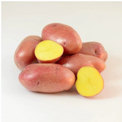 Sadbové brambory Ramona - Solanum tuberosum - sadba - 10 ks – Zboží Mobilmania