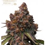 Seedstockers Forbidden Mochi semena neobsahují THC 25 ks – Zboží Dáma