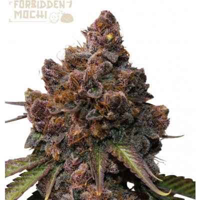 Seedstockers Forbidden Mochi semena neobsahují THC 25 ks – Zboží Dáma