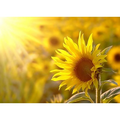 WEBLUX 17477297 Fototapeta vliesová Sunflower on a meadow in the light of the setting sun Slunečnice na louce ve světle zapadajícího slunce rozměry 200 x 144 cm – Zboží Mobilmania