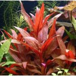 Alternanthera reineckii Mini – Zboží Dáma