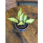 Hoya Carnosa Tricolor mini – Sleviste.cz