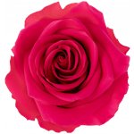 Dita Dark pink - tmavě růžová (1x premium stabilizovaná "věčná" růže v ploché keramice) – Hledejceny.cz