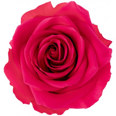 Dita Dark pink - tmavě růžová (1x premium stabilizovaná "věčná" růže v ploché keramice) – Hledejceny.cz
