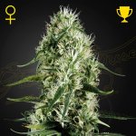 Green House Seeds Super Silver Haze semena neobsahují THC 5 ks – Zboží Dáma