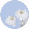 Tapety AG Design CR3300 Samolepicí fototapeta Bílá orchidej rozměry 140x140 cm