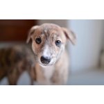 Eminent Mléko pro štěňata 500 g – Sleviste.cz